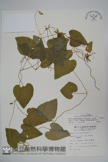 金錢豹藏品圖，第1張