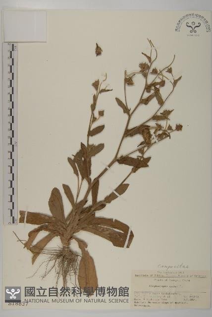 燈豎朽藏品圖，第1張