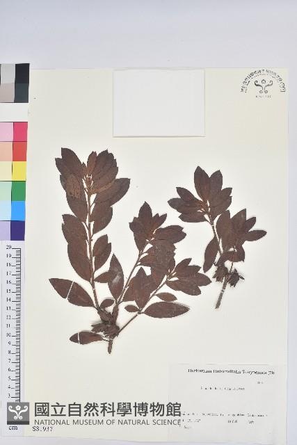 豔紫杜鵑藏品圖，第1張