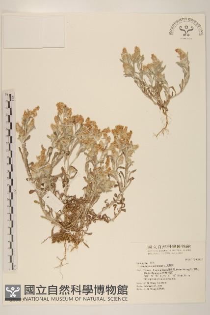 鼠麴舅藏品圖，第1張