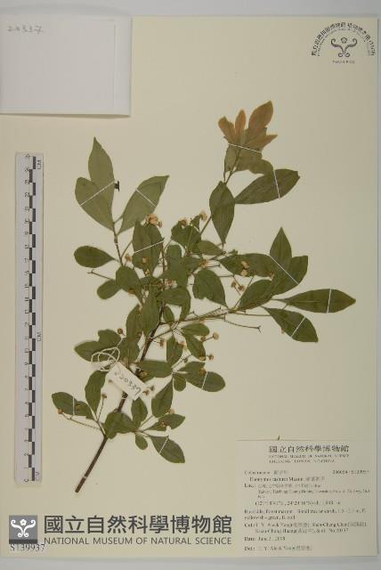 菱葉衛矛藏品圖，第1張