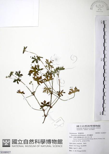 野老鸛草藏品圖，第1張