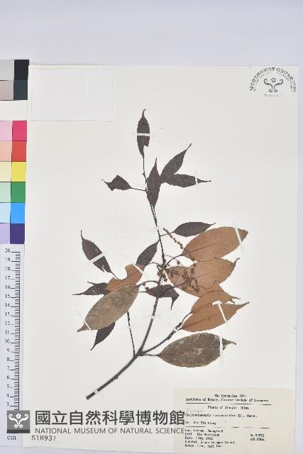 細葉青剛、黑稠、黑櫟、小葉青剛藏品圖，第1張