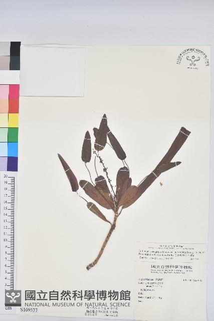 母子葉變葉木藏品圖，第1張