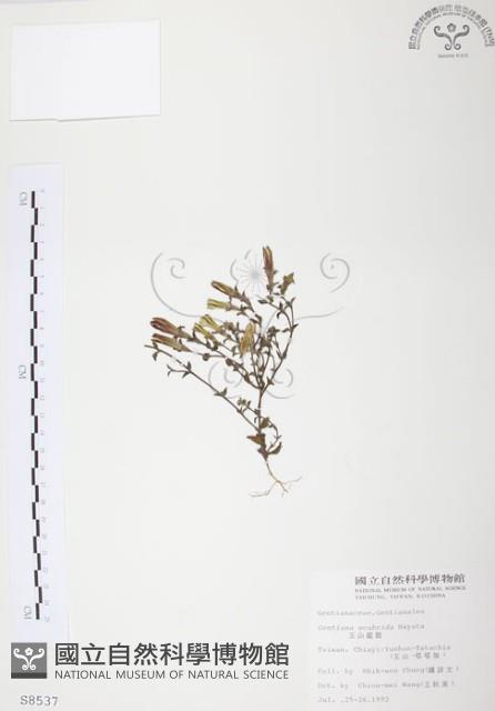 玉山龍膽藏品圖，第1張