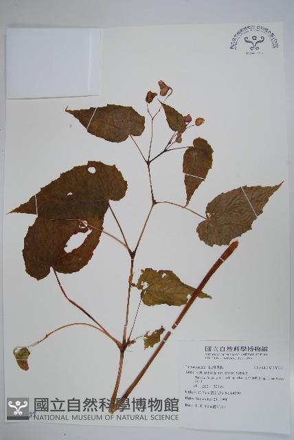 登錄號:S118537藏品圖，第1張