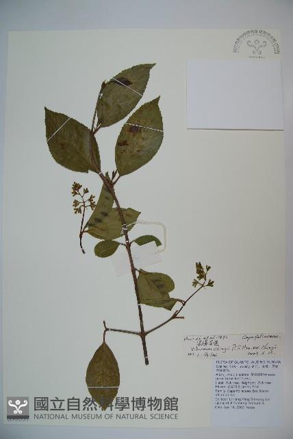 漾濞莢迷藏品圖，第1張