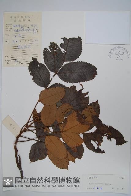 鹽膚木藏品圖，第1張