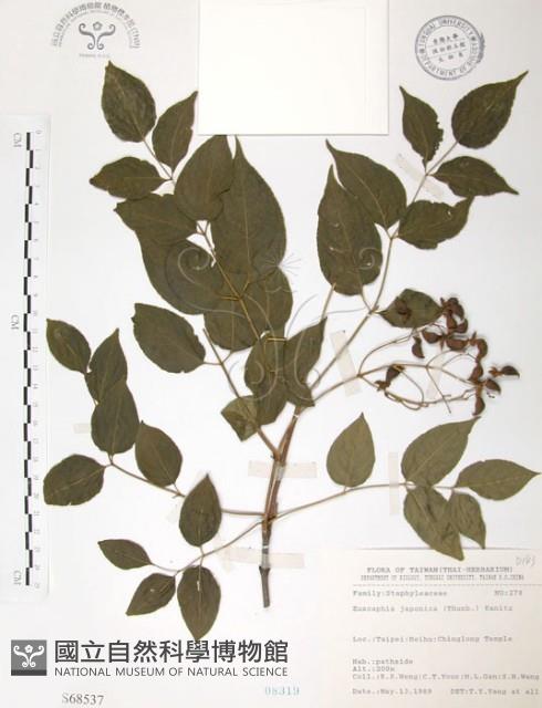 野鴉椿藏品圖，第1張