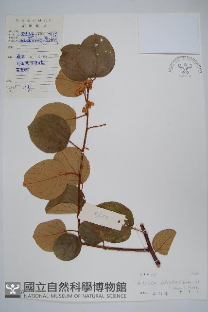 闊葉獼猴桃藏品圖，第1張