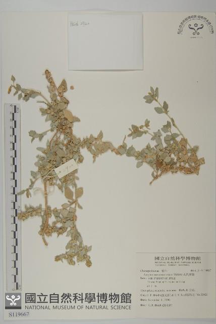 馬氏濱藜藏品圖，第1張