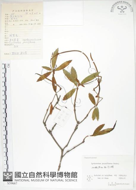 石吊蘭、吊石苣苔藏品圖，第1張