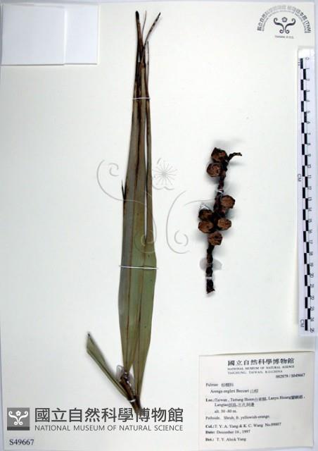 山棕藏品圖，第1張