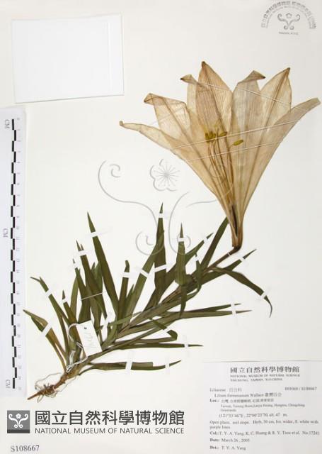 臺灣百合藏品圖，第1張
