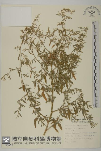 小葉藜藏品圖，第1張