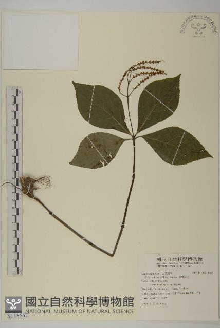 臺灣及己藏品圖，第1張