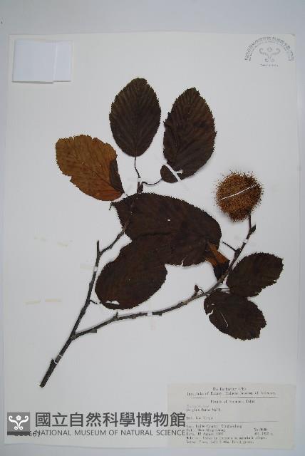 刺榛藏品圖，第1張