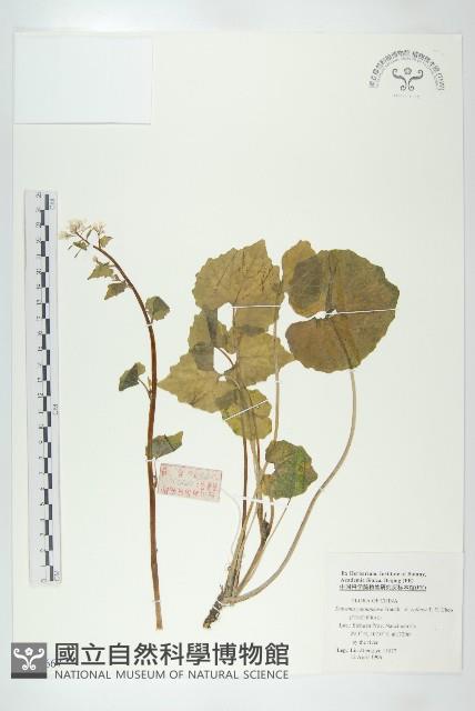 山俞菜藏品圖，第1張