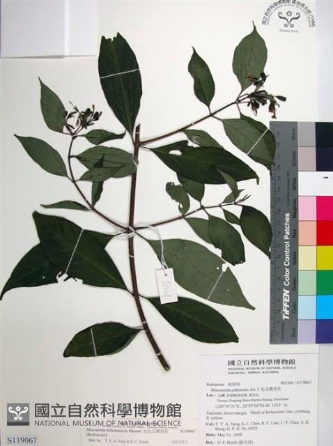 台北玉葉金花藏品圖，第1張