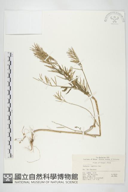 Accession Number:S019067 Collection Image, Figure 1, Total 2 Figures