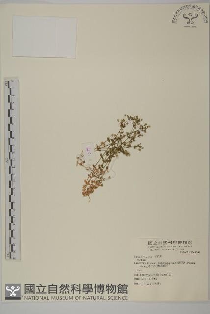 登錄號:S069067藏品圖，第1張