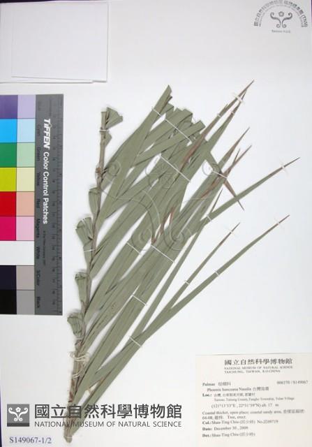 台灣海棗藏品圖，第1張