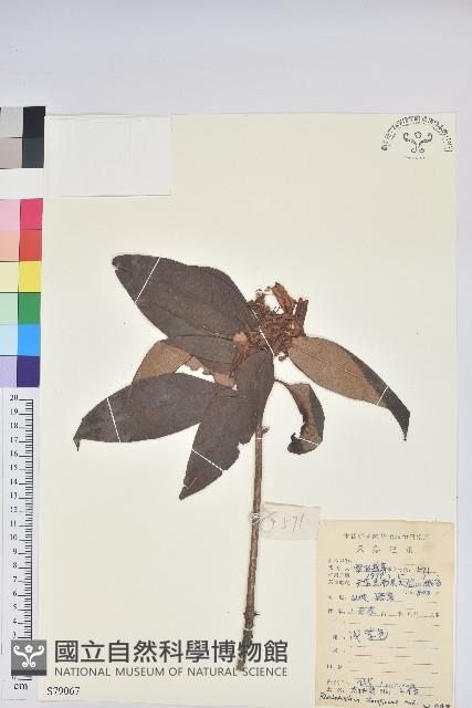 刺毛杜鵑藏品圖，第1張