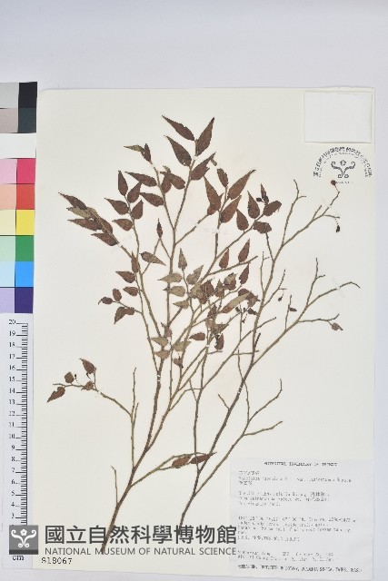 毛蕊花藏品圖，第1張