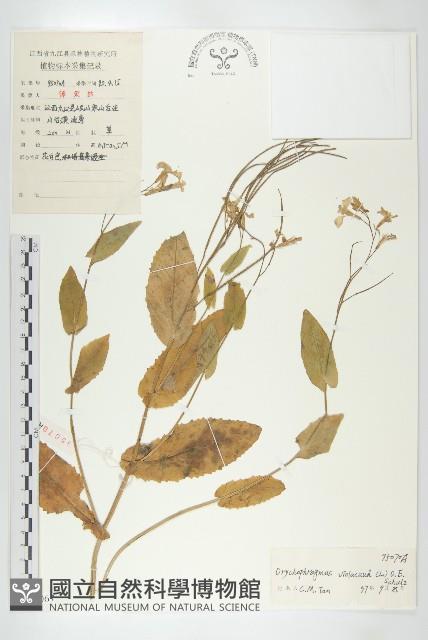 諸葛菜藏品圖，第1張