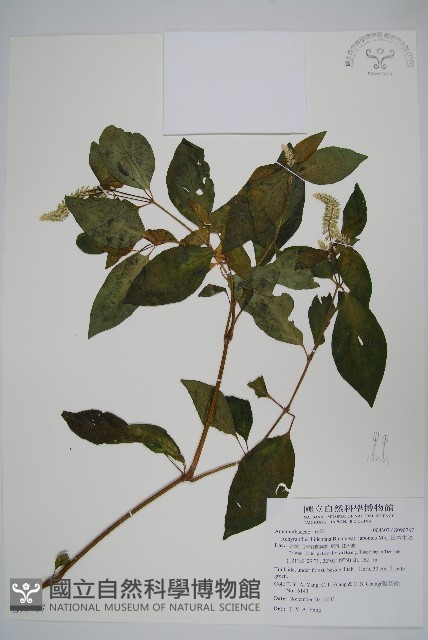 日本牛膝藏品圖，第1張