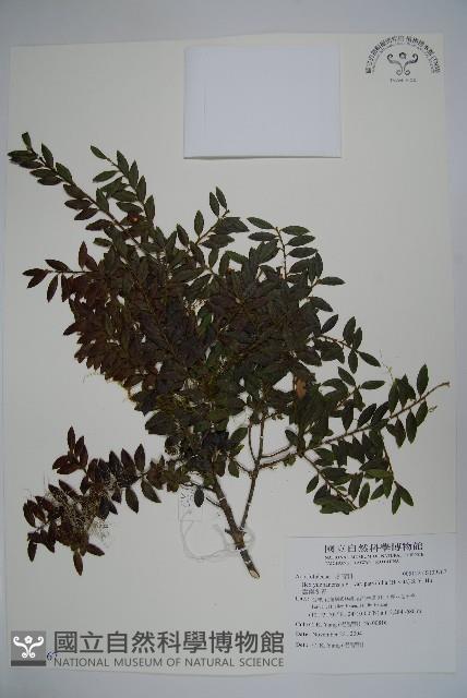 雲南冬青藏品圖，第1張