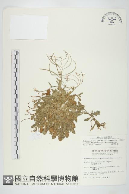 玉山筷子芥藏品圖，第1張