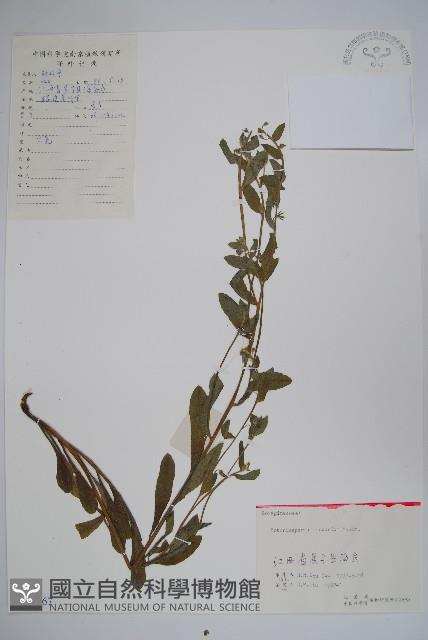 多苞斑種草藏品圖，第1張