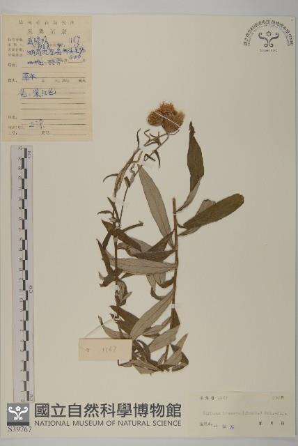 華薊藏品圖，第1張