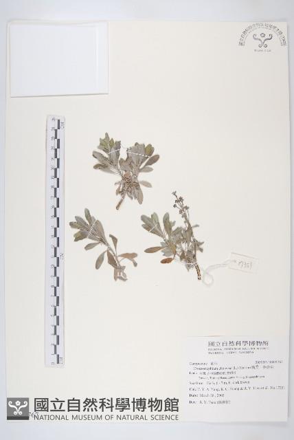 蘄艾、芙蓉菊藏品圖，第1張