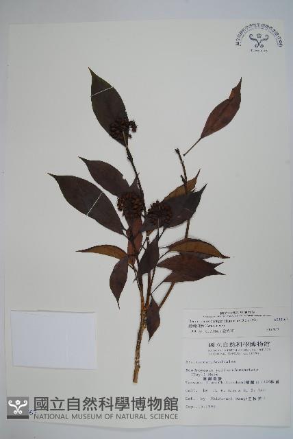 臺灣樹參藏品圖，第1張