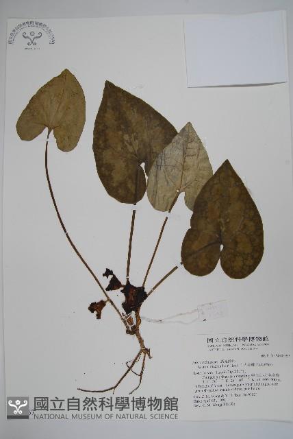 大花細辛、馬蹄香藏品圖，第1張