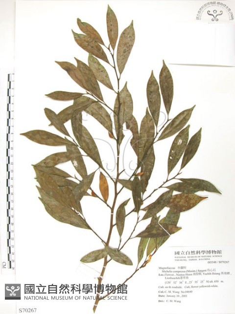 烏心石藏品圖，第1張