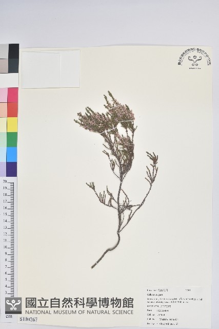 彩萼石楠藏品圖，第1張