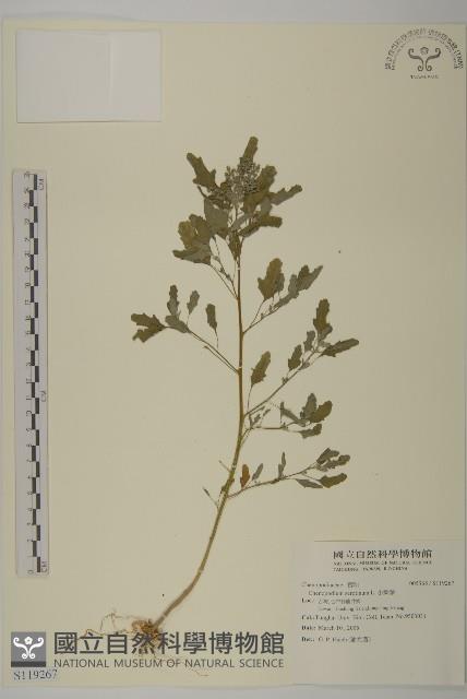 小葉藜藏品圖，第1張