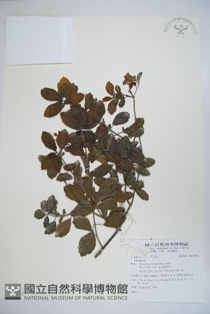 登錄號:S128267藏品圖，第1張