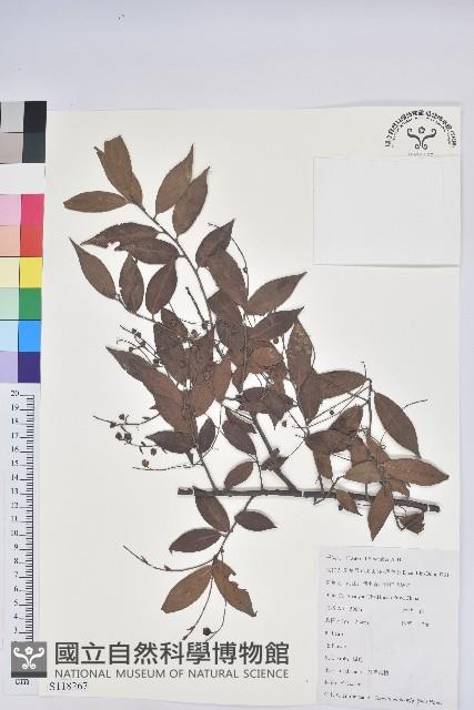 黃背越橘藏品圖，第1張