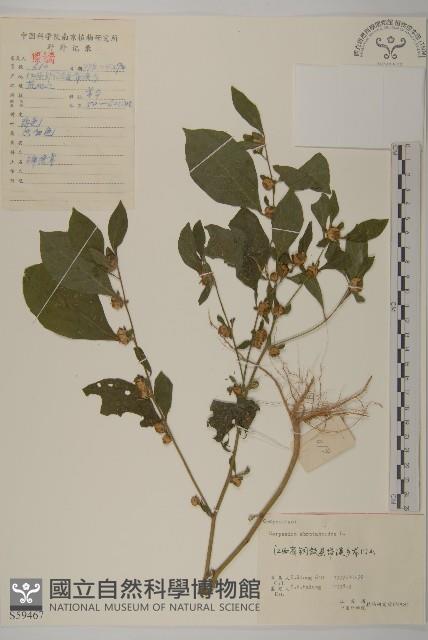 天名精藏品圖，第1張