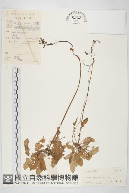 黃鵪菜藏品圖，第1張