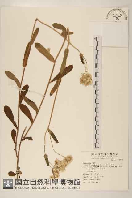 紅面番藏品圖，第1張