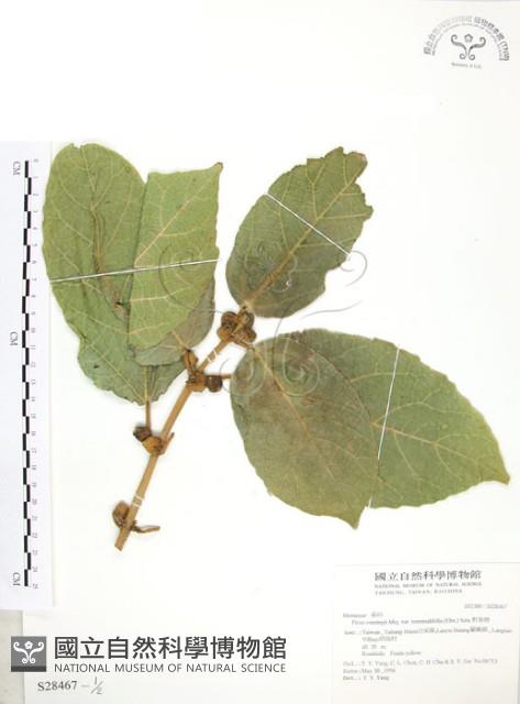 對葉榕藏品圖，第1張