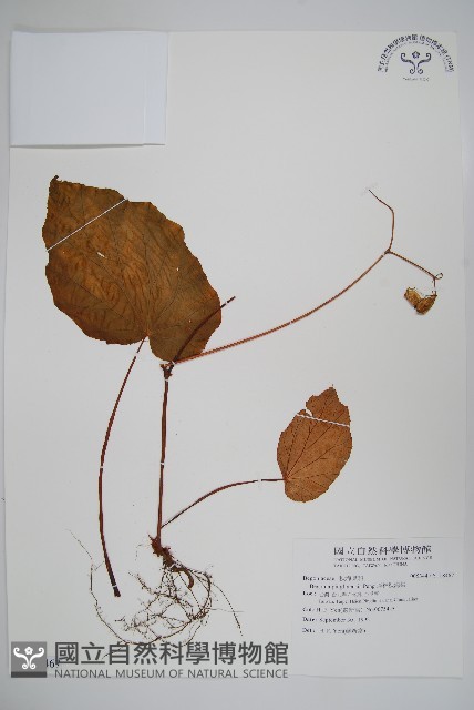 坪林秋海棠藏品圖，第1張