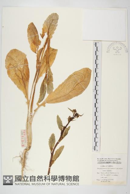 榨菜藏品圖，第1張