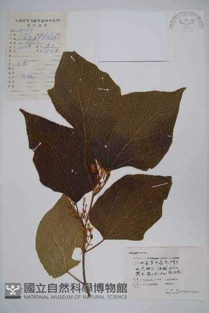 八角楓藏品圖，第1張