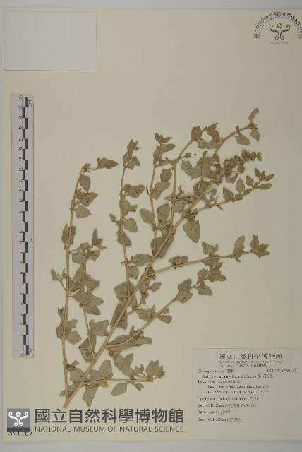 馬氏濱藜藏品圖，第1張